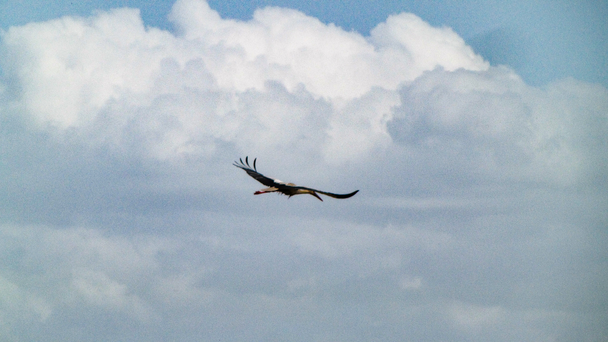 Canon PowerShot SX1 IS sample photo. Flying stork photography