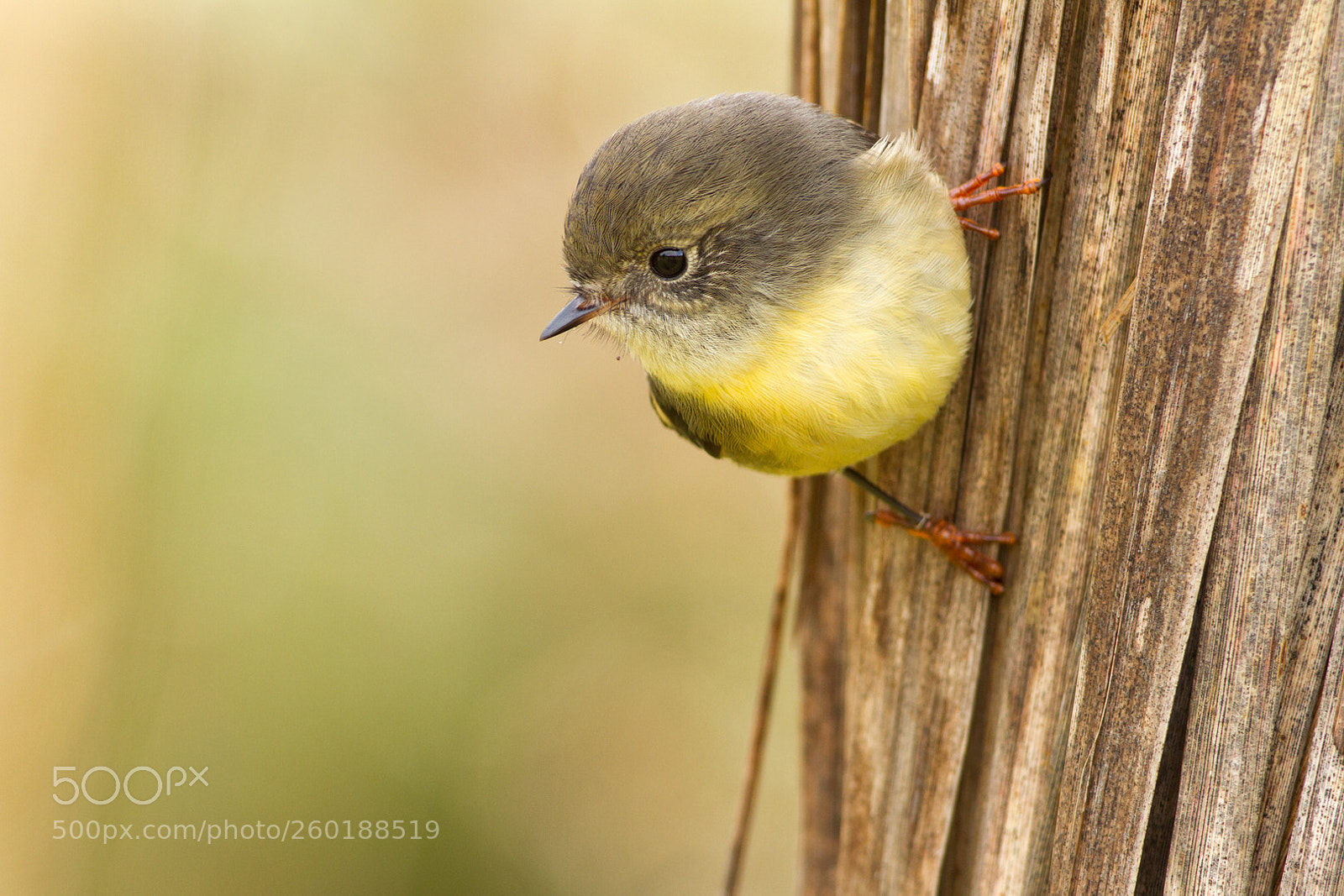 Canon EOS 7D sample photo. Tomtit on cabbage tree (3) photography