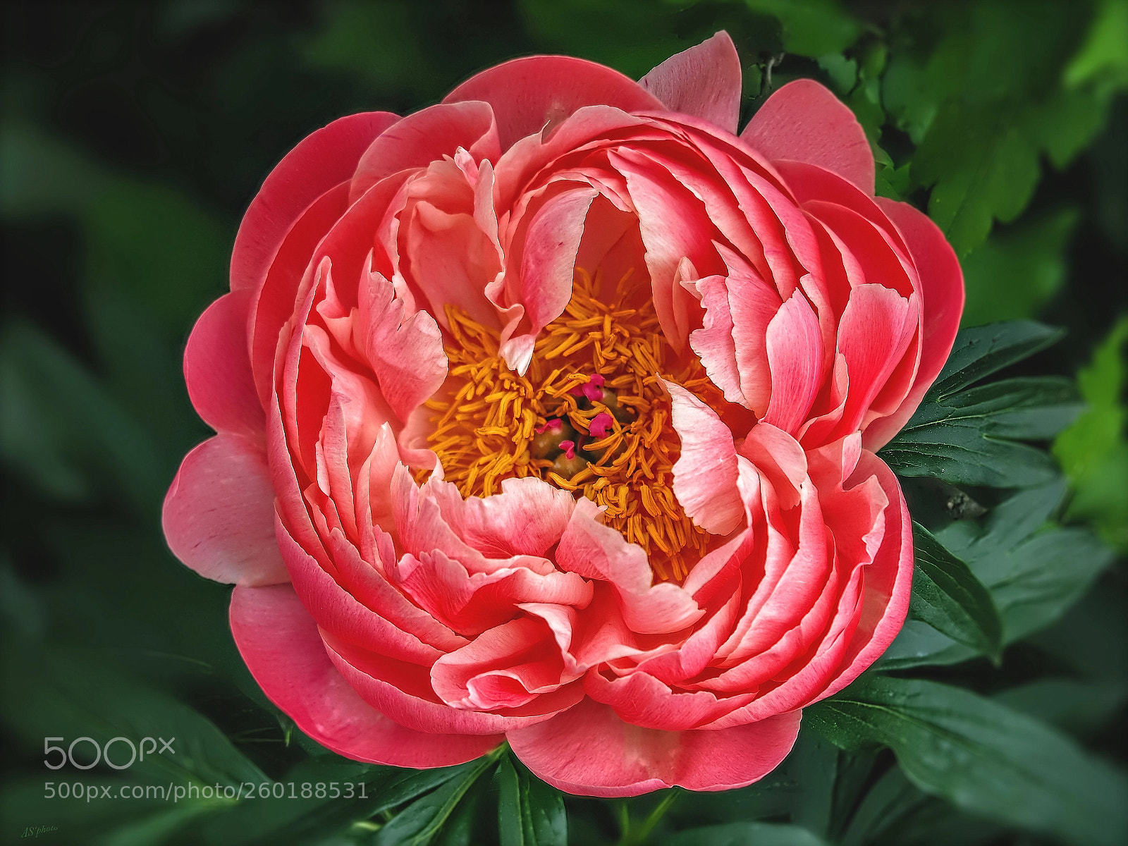 Olympus OM-D E-M1 Mark II sample photo. Peony photography
