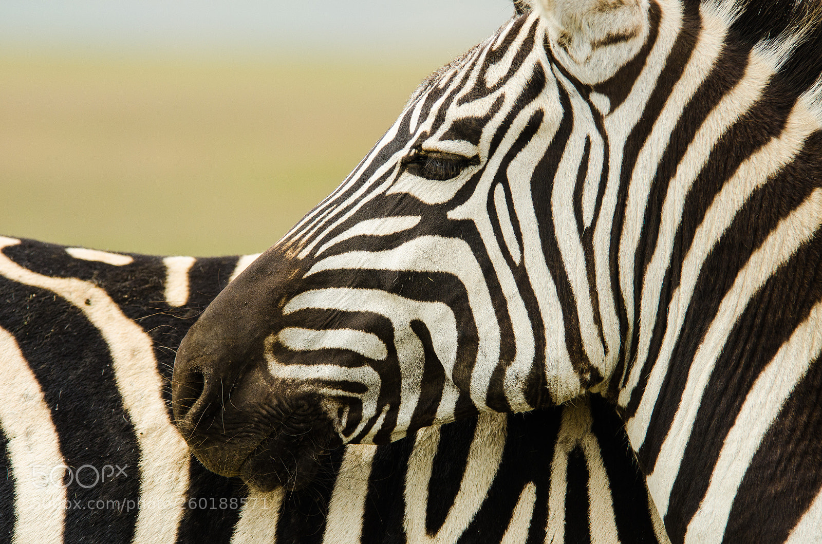 Nikon D7000 sample photo. Ngorongoro crater zebra photography