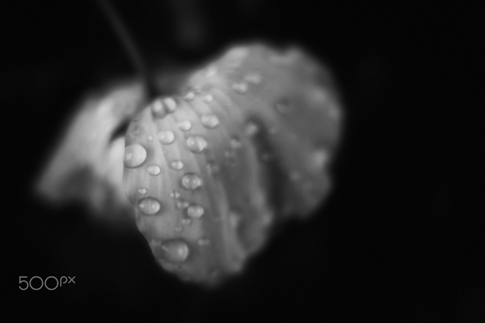 Leica D-Lux (Typ 109) sample photo. Kissed by rain photography