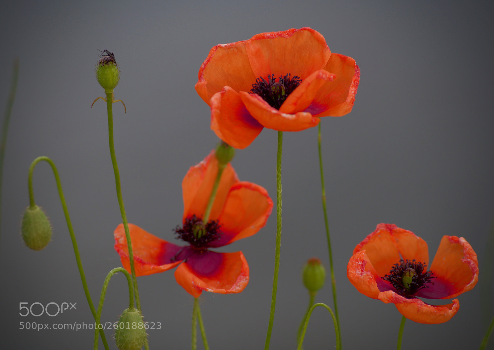 Pentax K-50 sample photo. Papaveri photography