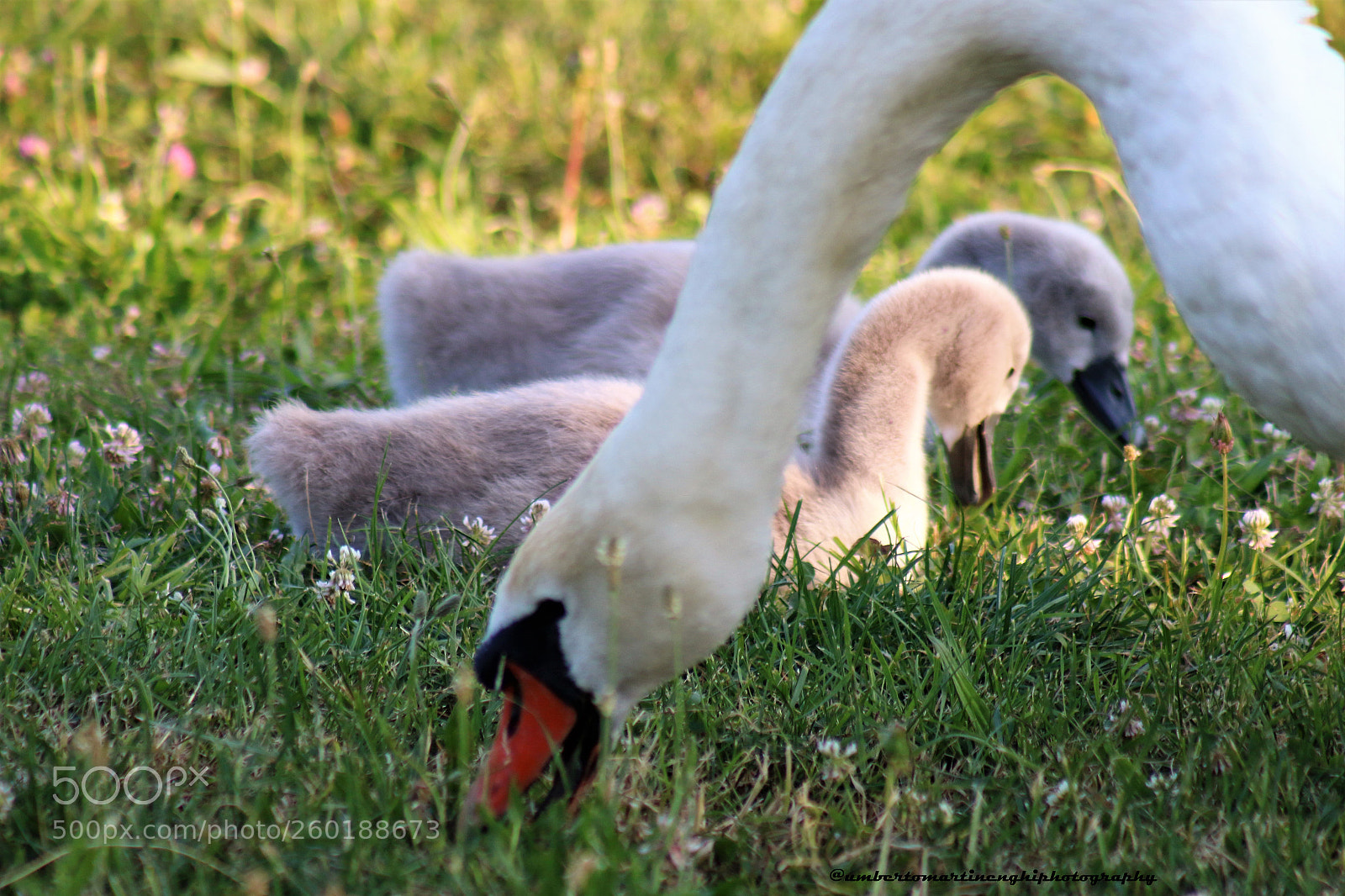 Canon EOS 7D Mark II sample photo. Swans family photography