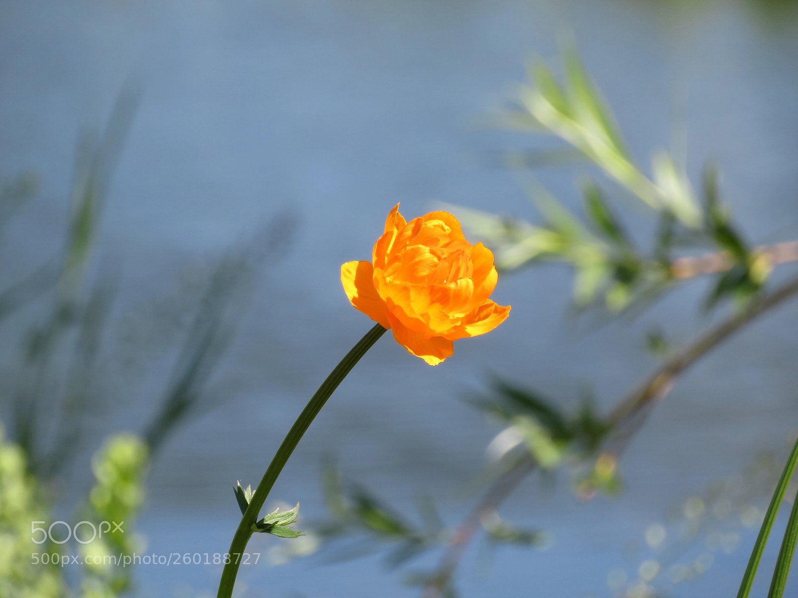 Canon PowerShot SX720 HS sample photo. Near the pond photography