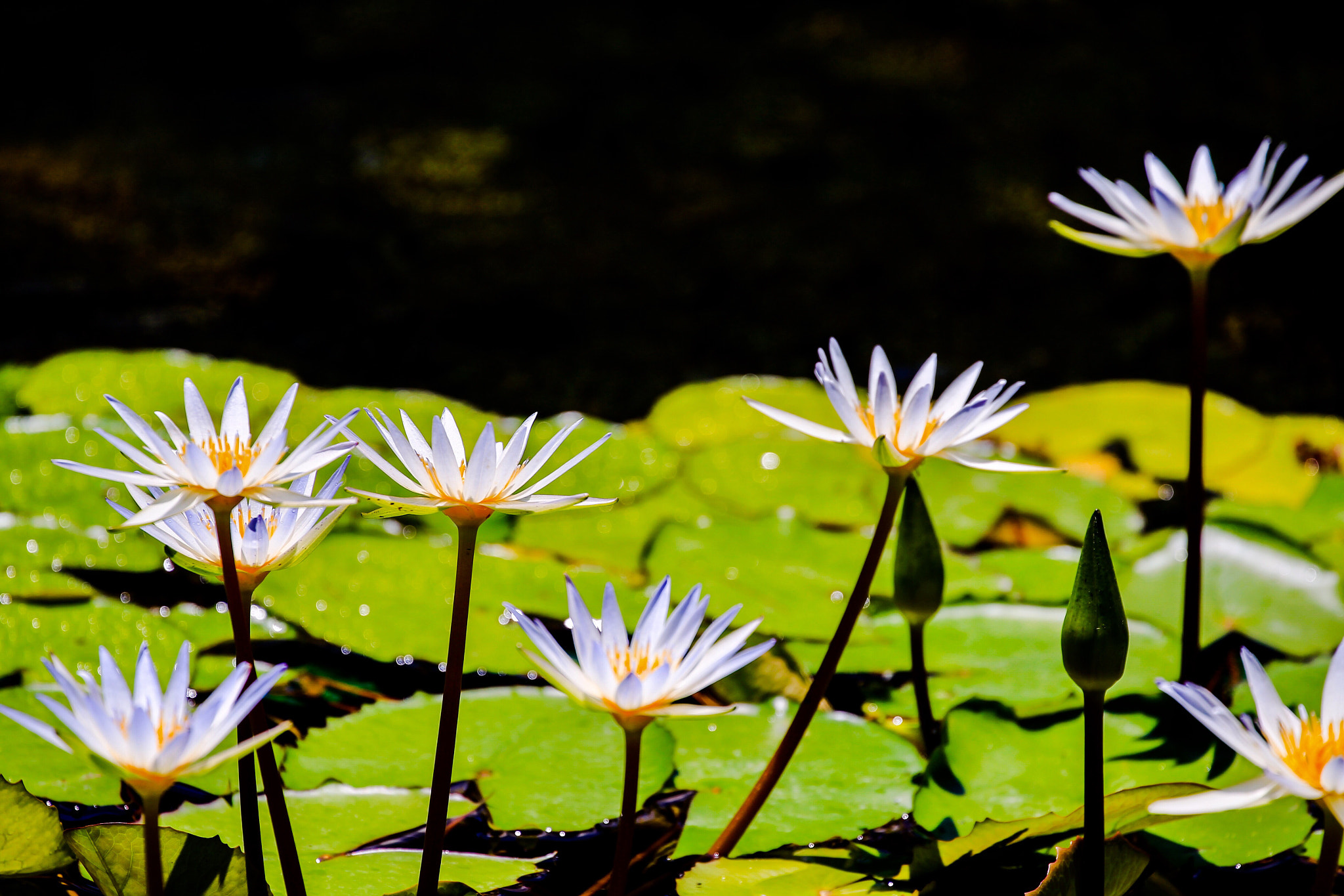 Canon EOS-1D Mark IV sample photo. Lotus flower photography