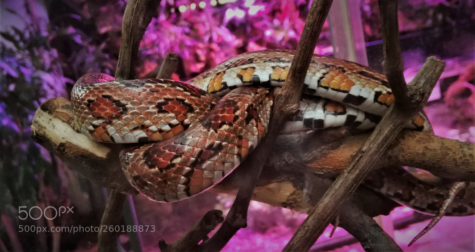 HUAWEI P9 LITE sample photo. Dav photography
