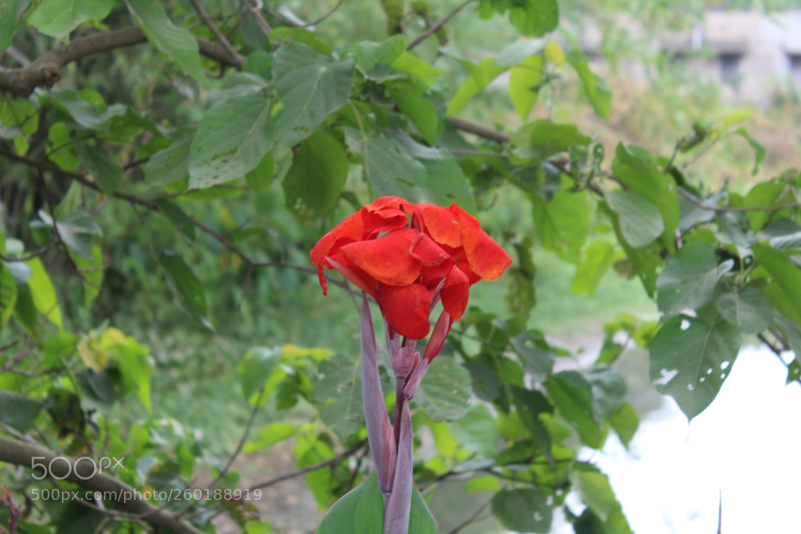 Canon EOS 1300D (EOS Rebel T6 / EOS Kiss X80) sample photo. Untitled photography