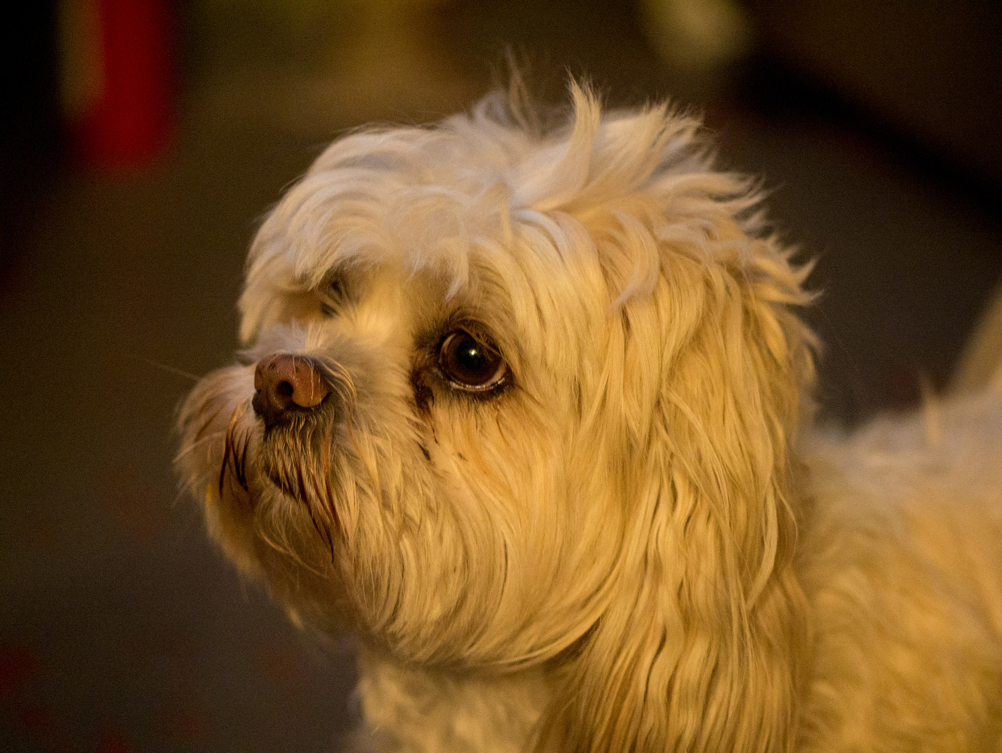 Panasonic Lumix DMC-G7 sample photo. Moxie the wise photography