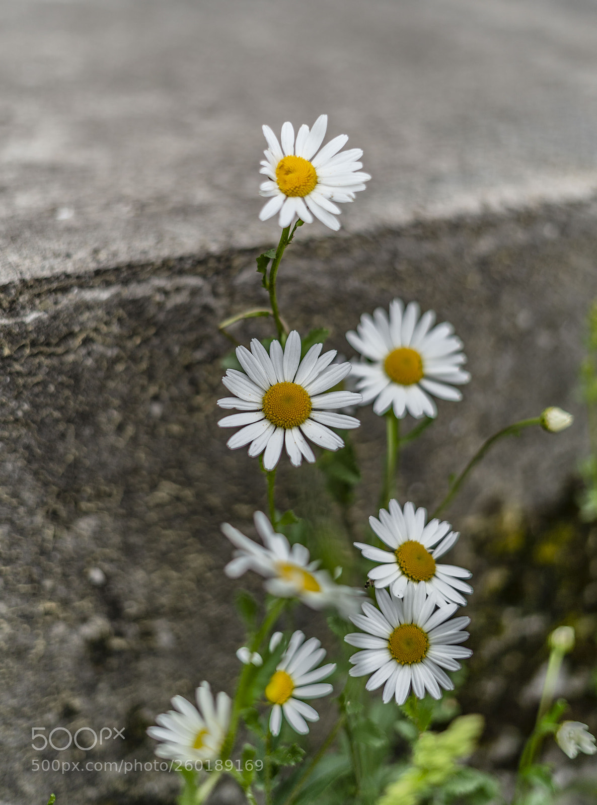 Sony a7 III sample photo. Flowers in my garden photography
