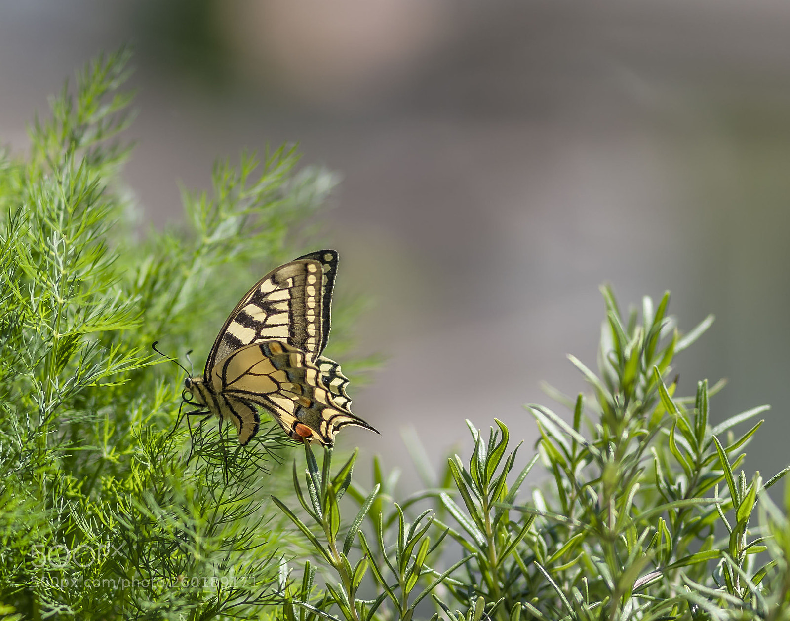 Sony a7 III sample photo. Butterfly on my herbes photography