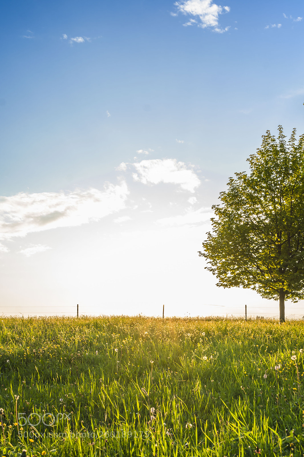 Sony a7 III sample photo. Spring in switzerland photography