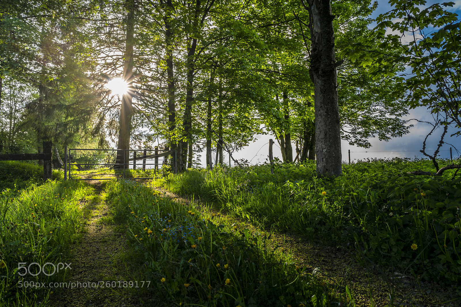 Sony a7 III sample photo. Spring in switzerland photography