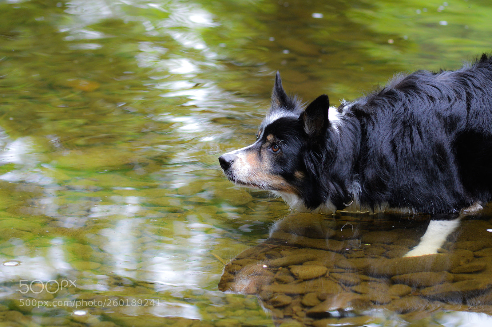 Nikon D3200 sample photo. Focused and waiting photography