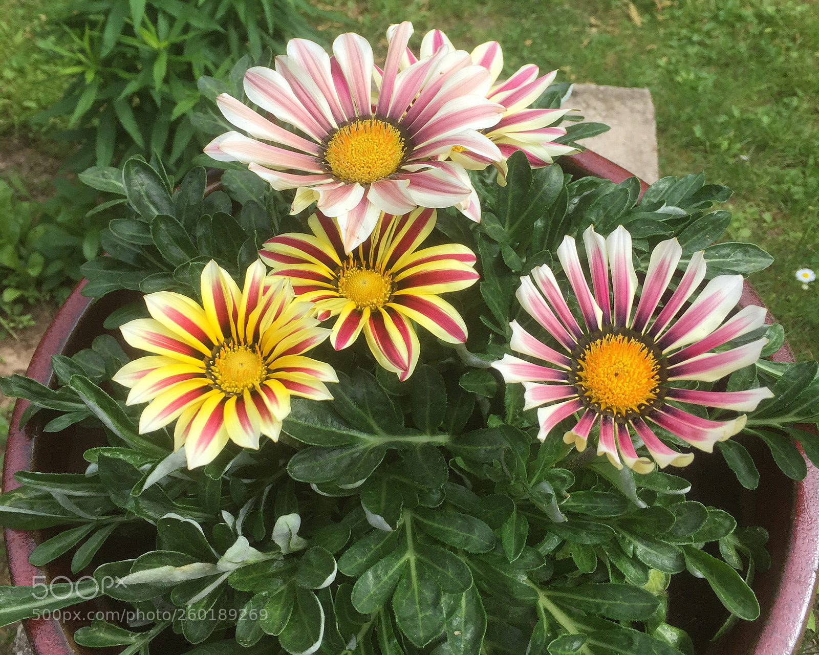 Apple iPhone 6 sample photo. Африканская ромашка - ГАЦАНИЯ photography