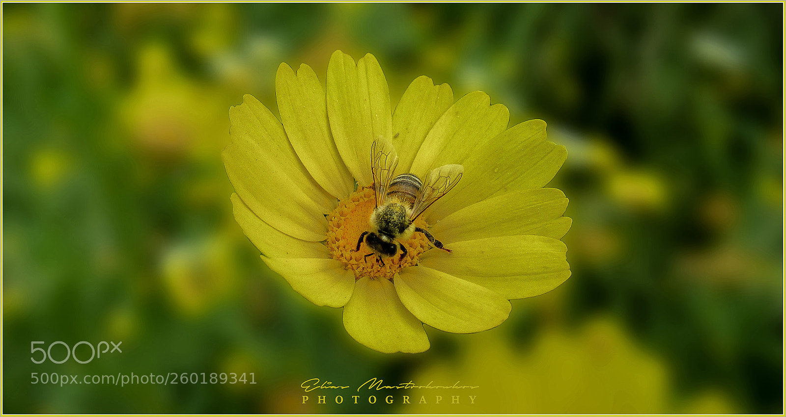 Canon PowerShot SX620 HS sample photo. Bee photography