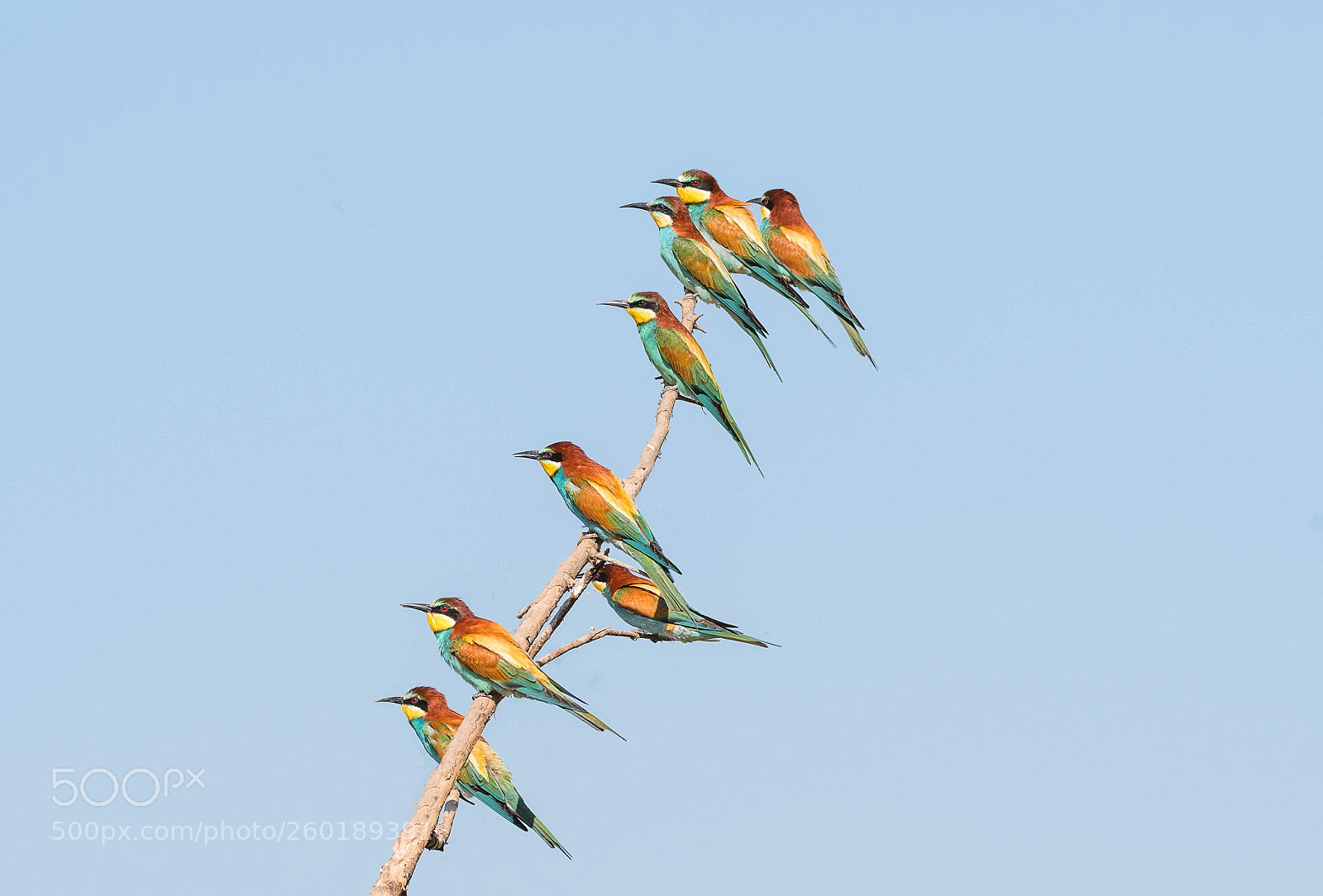Nikon D500 sample photo. Eight bee-eaters in line photography
