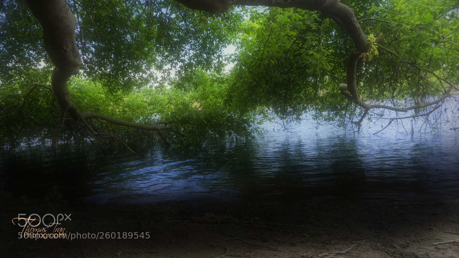 Sony a6000 sample photo. Tree overcast river photography