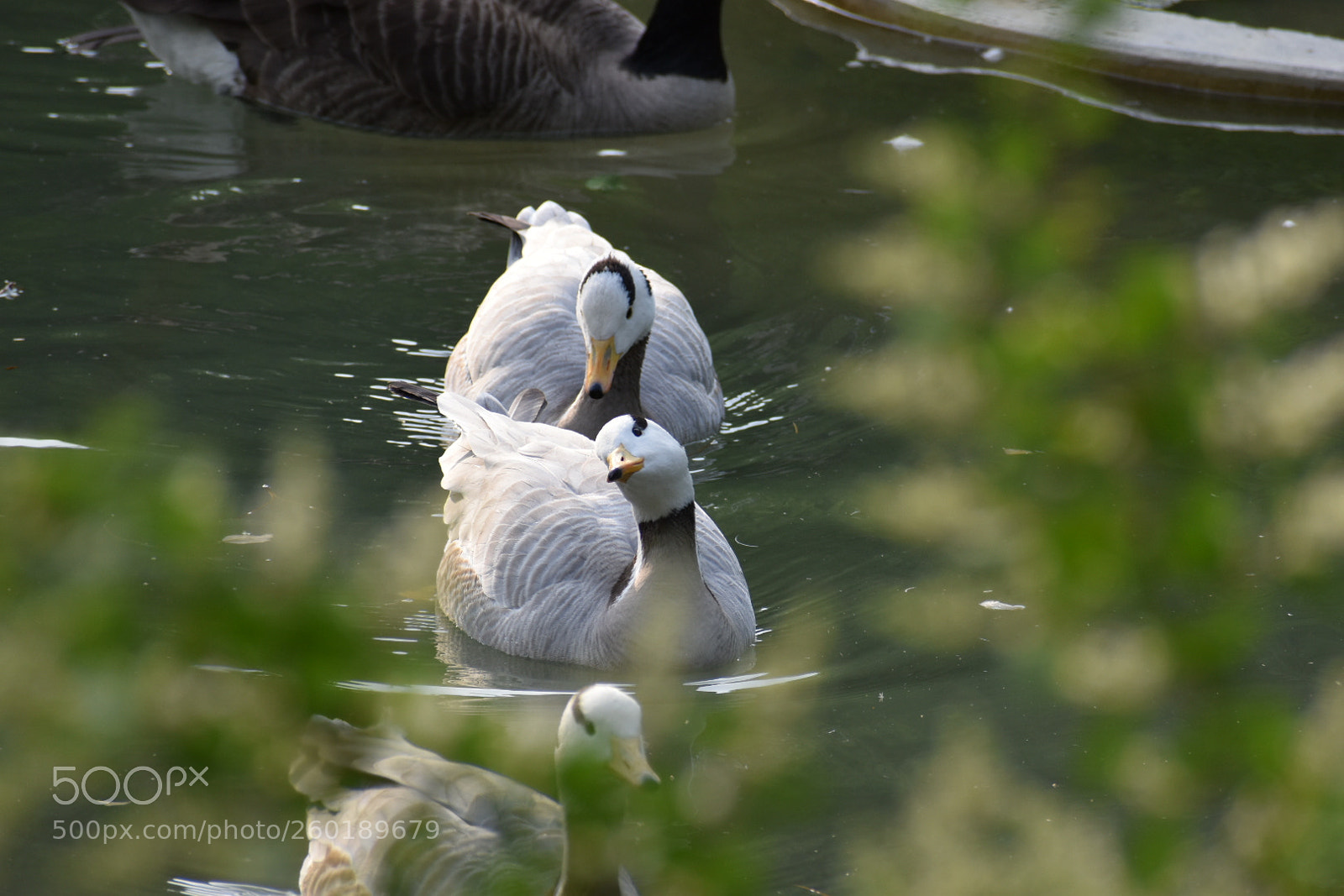 Nikon D5500 sample photo. Untitled photography