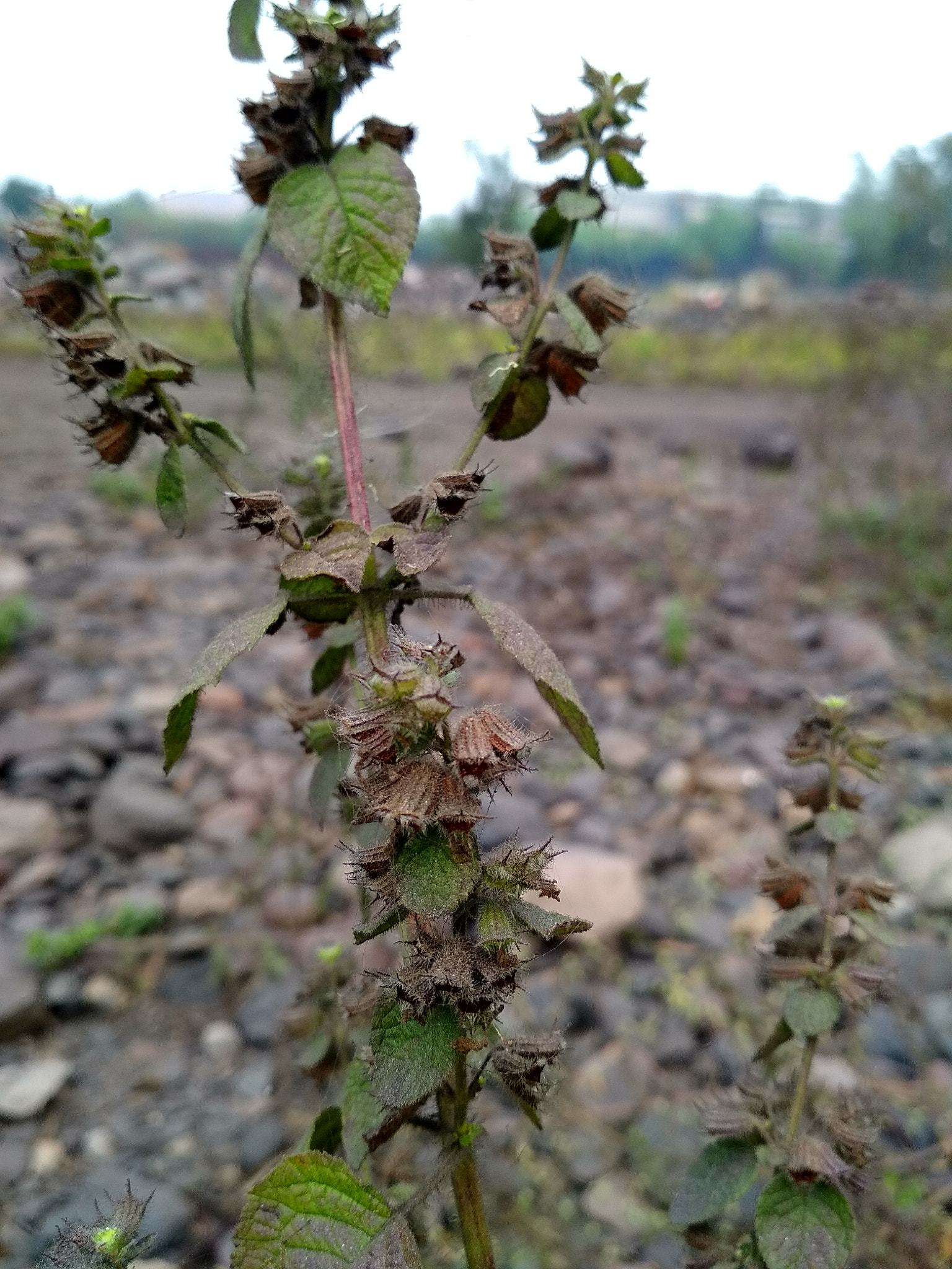 Xiaomi Redmi 4 Pro sample photo