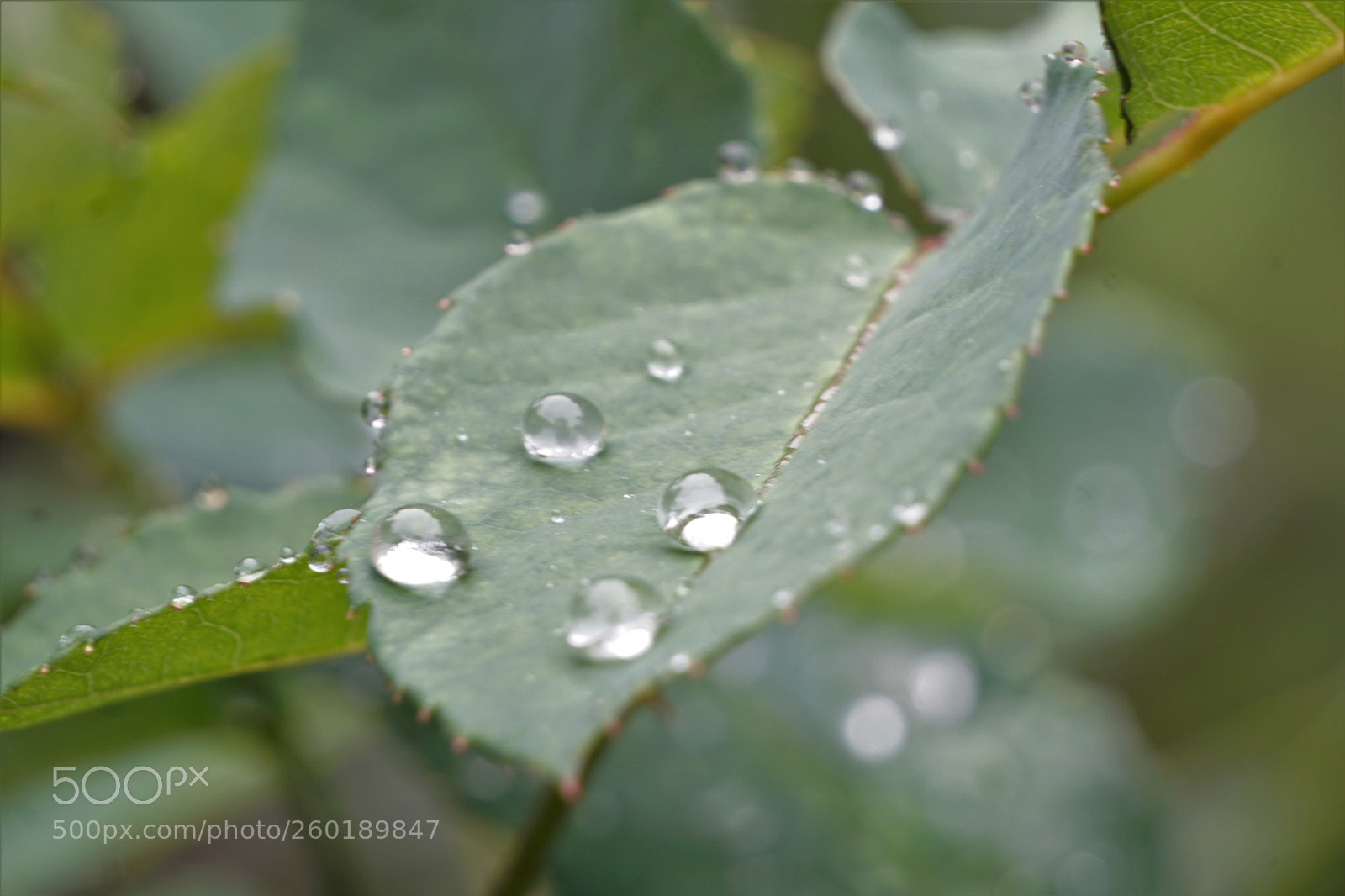 Sony a6000 sample photo. After rain... photography