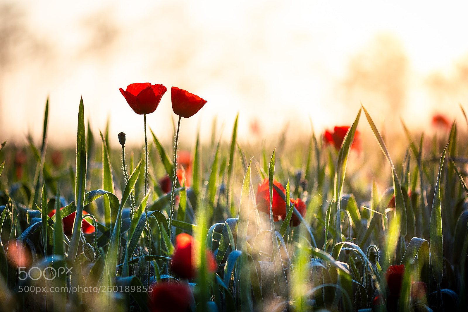 Nikon D810 sample photo. Poppies photography