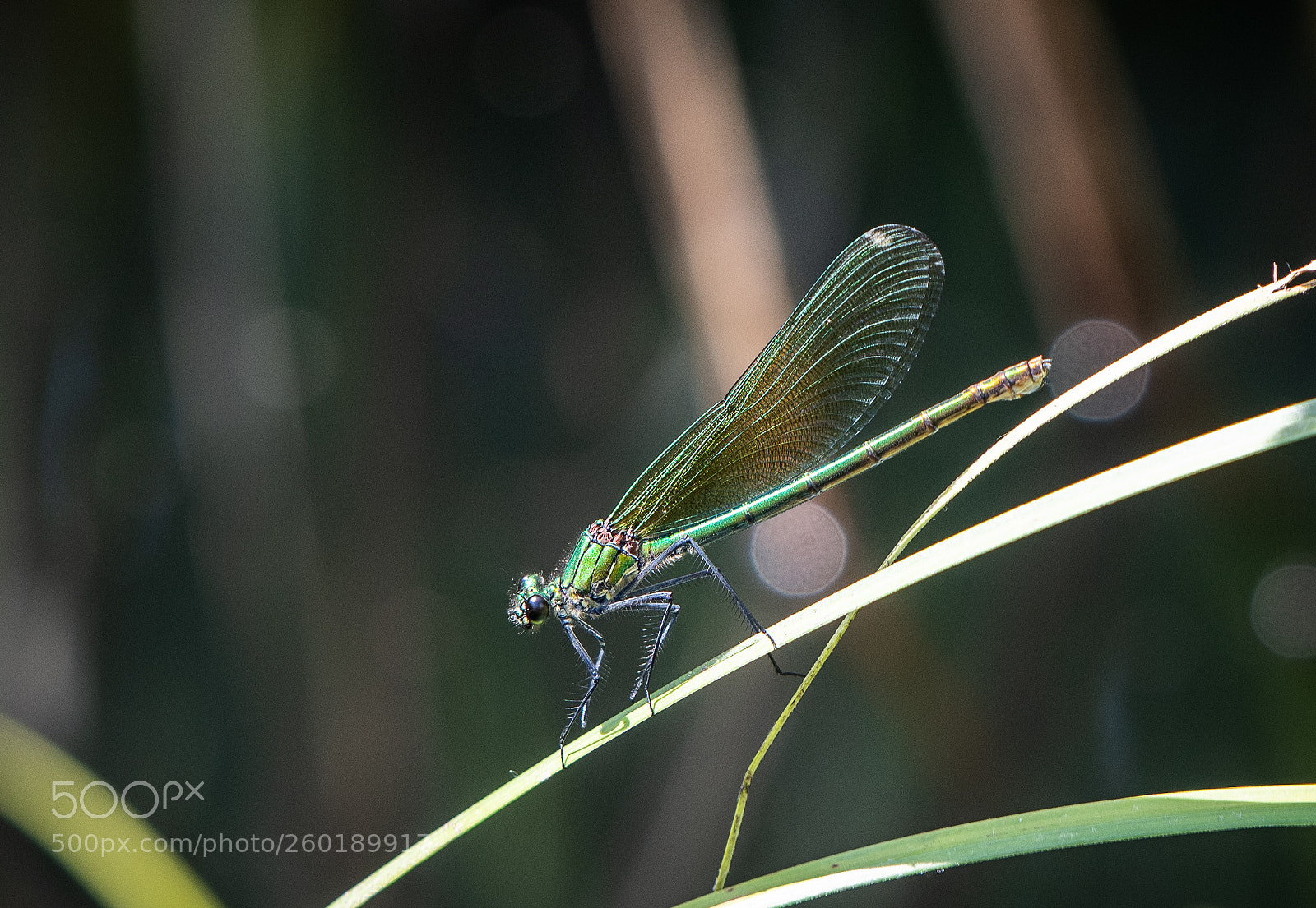 Nikon D850 sample photo. Dragonfly photography