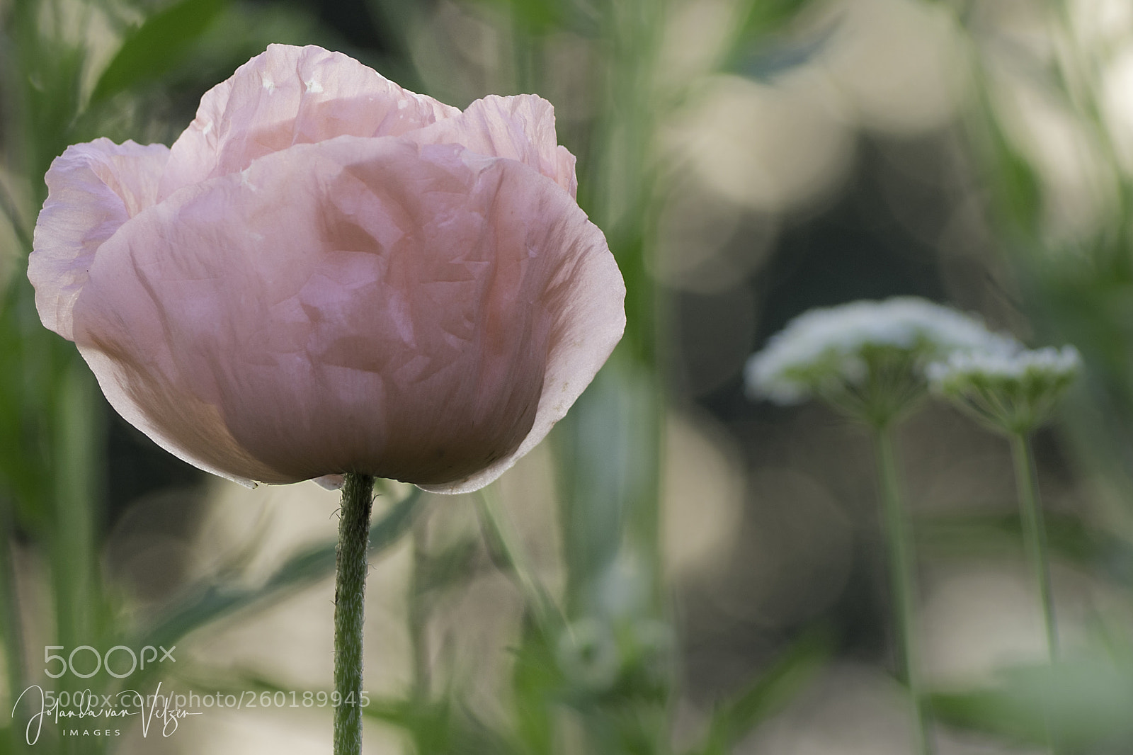 Olympus OM-D E-M10 sample photo. Just unfolded photography