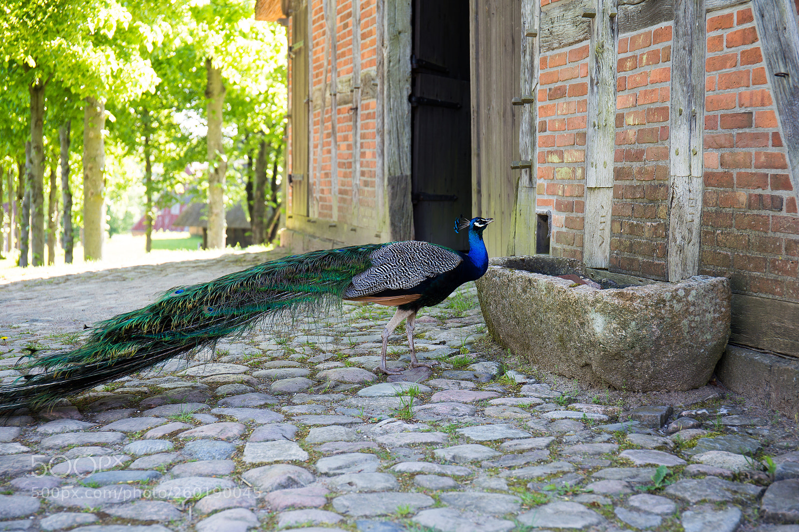 Canon EOS 6D sample photo. Peacock photography