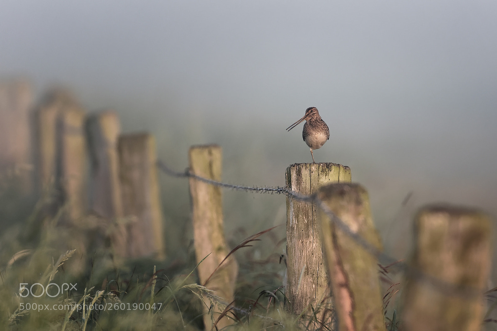 Canon EOS 7D Mark II sample photo. Bekassine im nebel photography