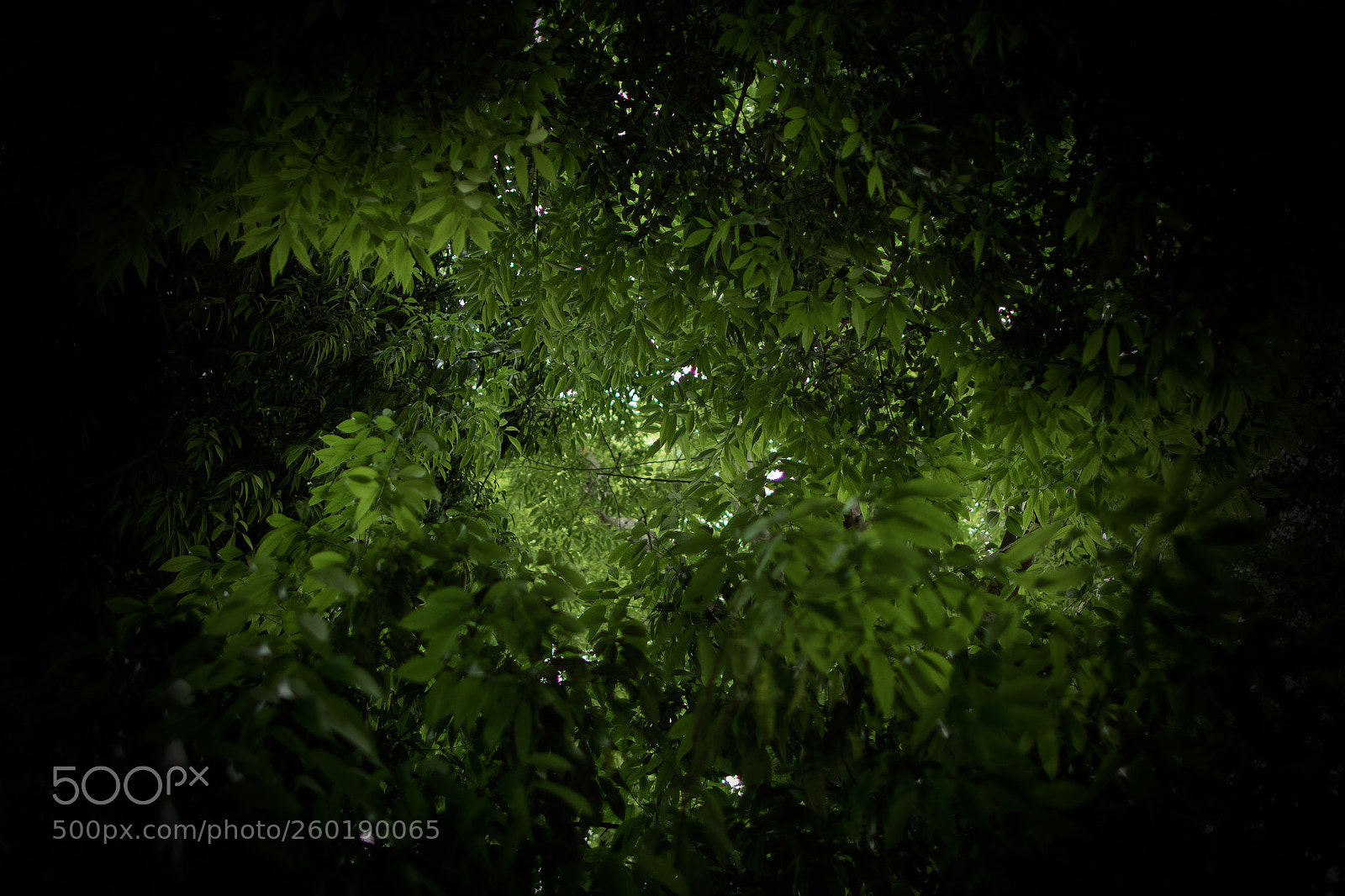 Canon EOS 5D Mark IV sample photo. Through the leaves photography