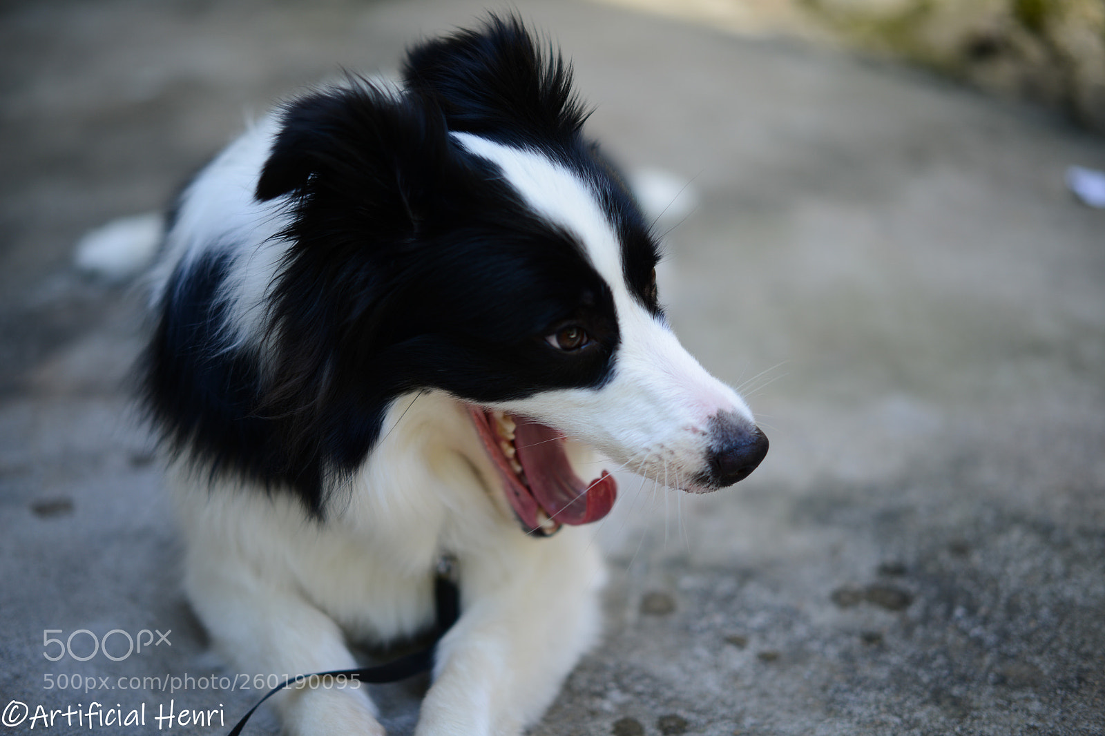 Nikon D800E sample photo. Dog photography