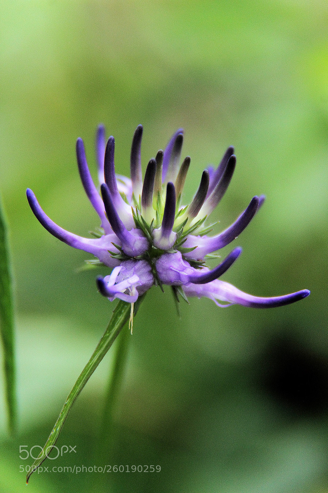 Canon EOS 600D (Rebel EOS T3i / EOS Kiss X5) sample photo. Phyteuma orbiculare photography