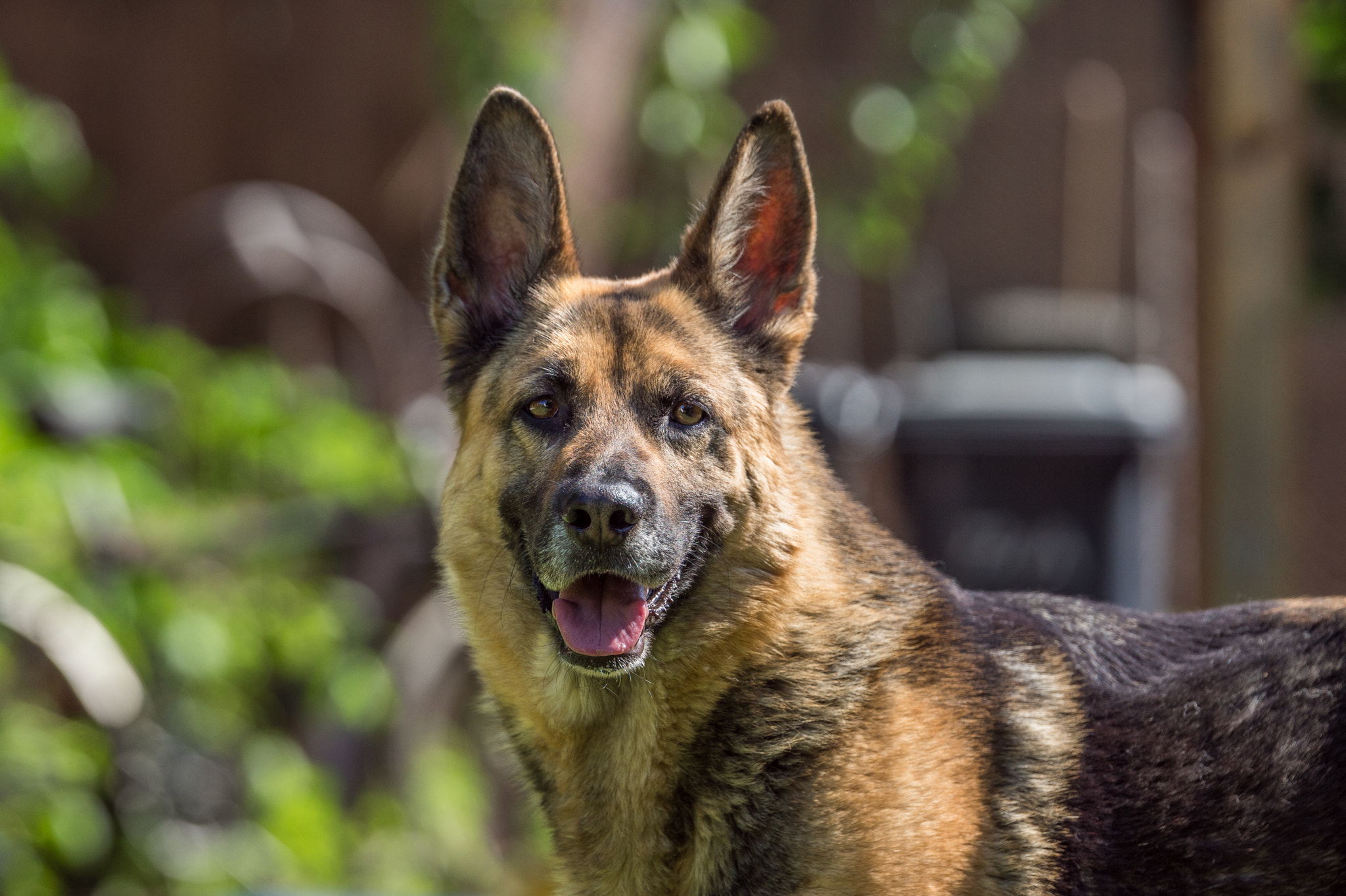 Sony SLT-A68 sample photo. German shepherd (my dog) photography