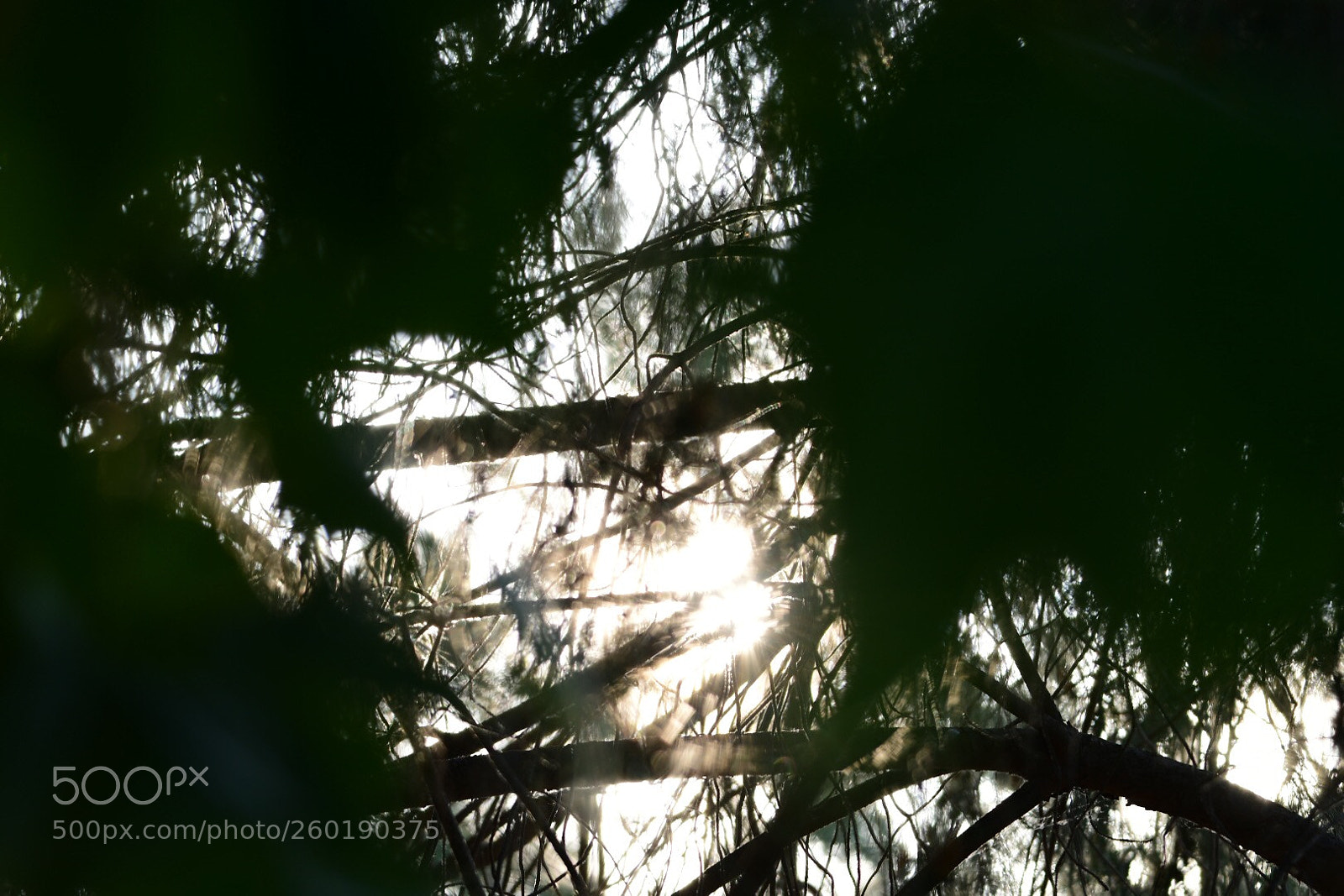 Nikon D500 sample photo. Light of hope photography