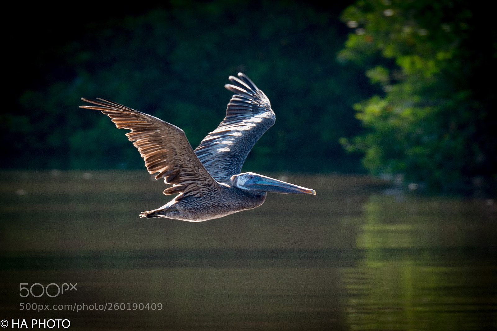 Nikon D800 sample photo. Brown pelican in mexico photography