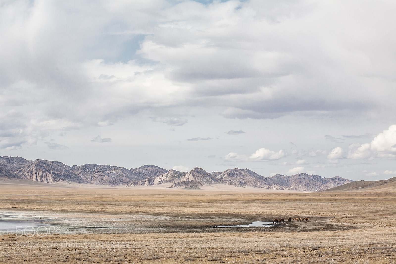 Canon EOS 5D sample photo. Horses of the gobi photography