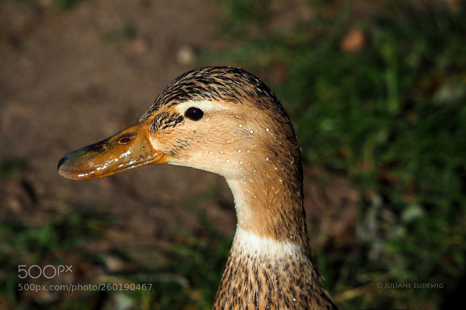 Olympus OM-D E-M10 II sample photo. Stockente photography