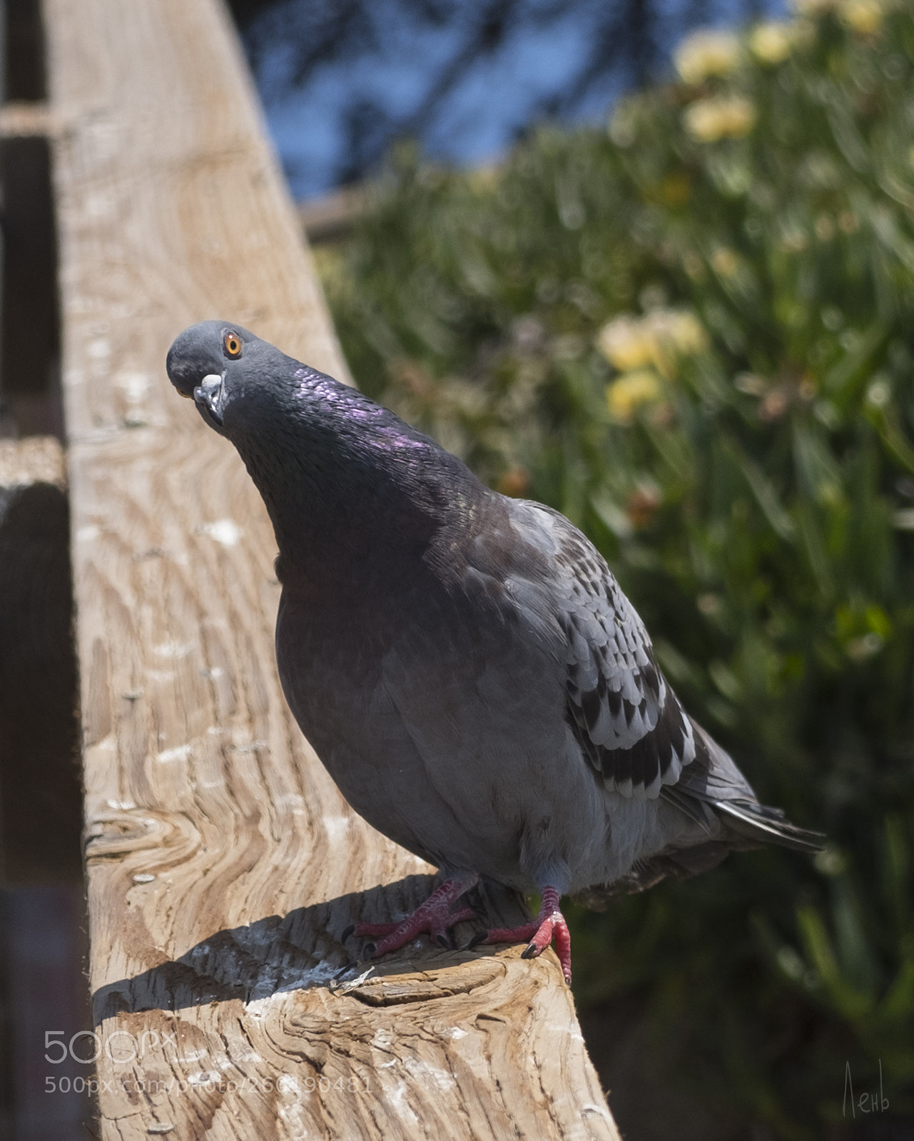 Fujifilm X-T20 sample photo. Wassssssup photography
