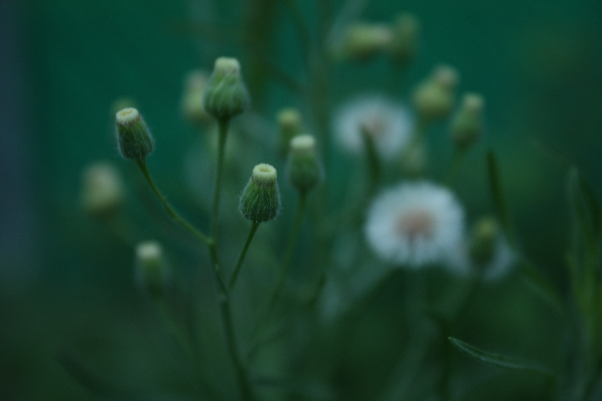 Canon EOS 450D (EOS Rebel XSi / EOS Kiss X2) sample photo. Dandelion photography
