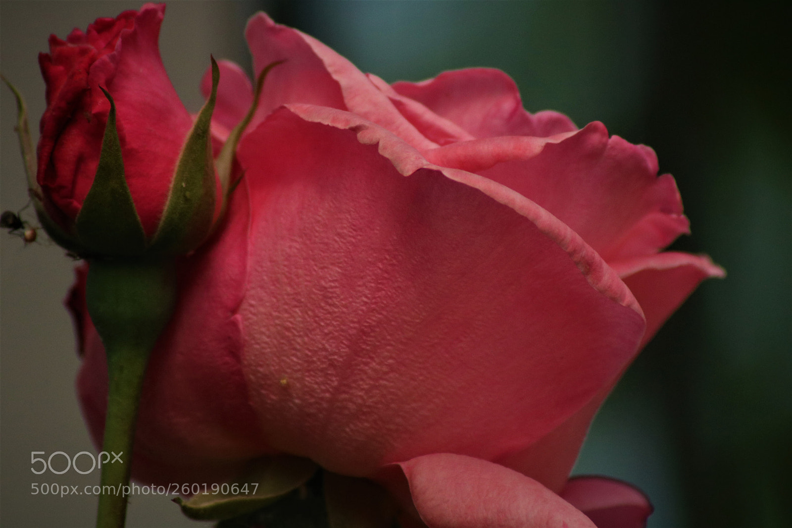 Canon EOS 750D (EOS Rebel T6i / EOS Kiss X8i) sample photo. Pİnk rose photography
