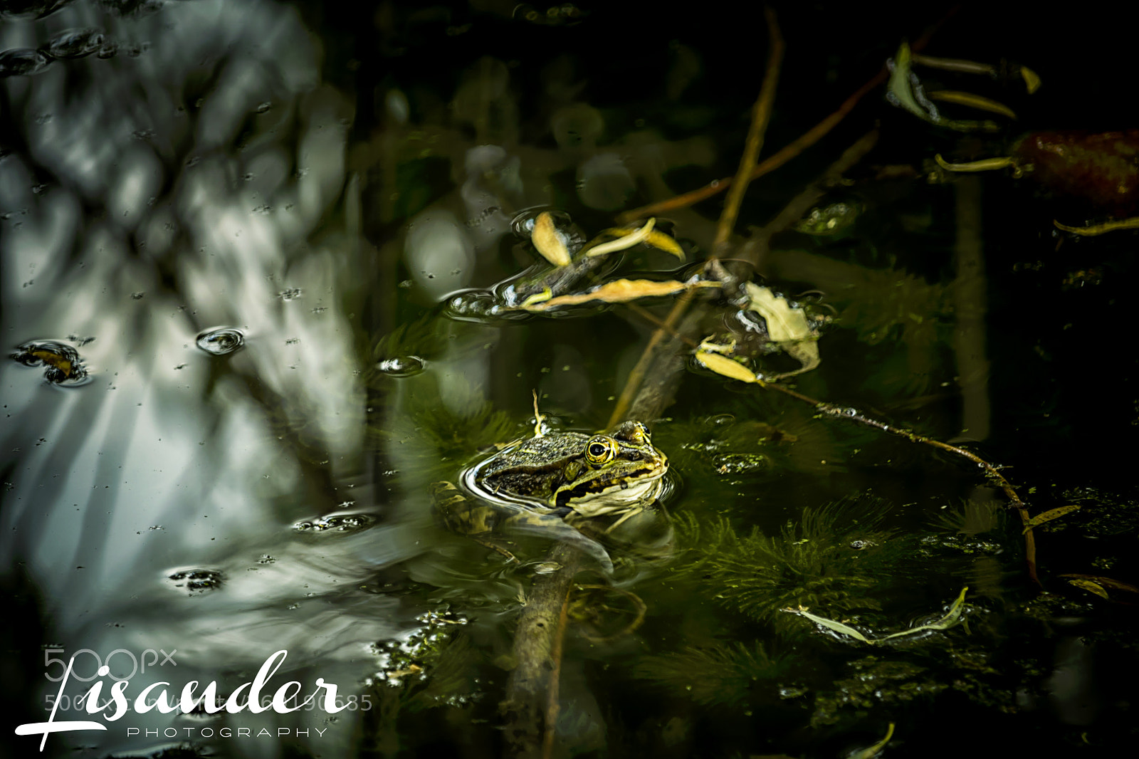 Canon EOS 750D (EOS Rebel T6i / EOS Kiss X8i) sample photo. The frog camouflage photography