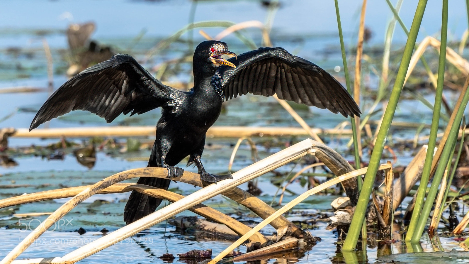 Pentax K-3 II sample photo. Cormorant photography