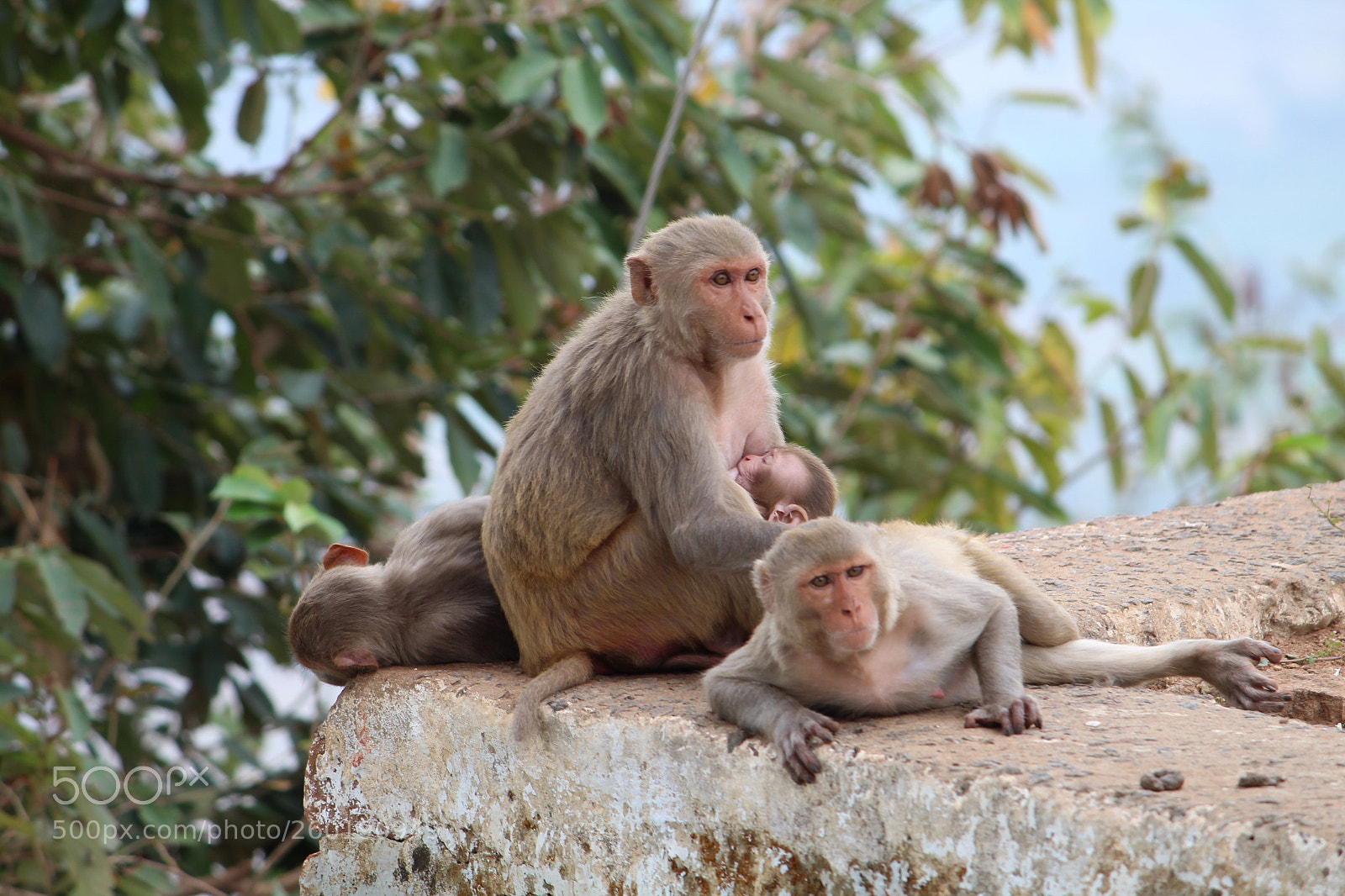 Canon EF-S 55-250mm F4-5.6 IS II sample photo. Img photography