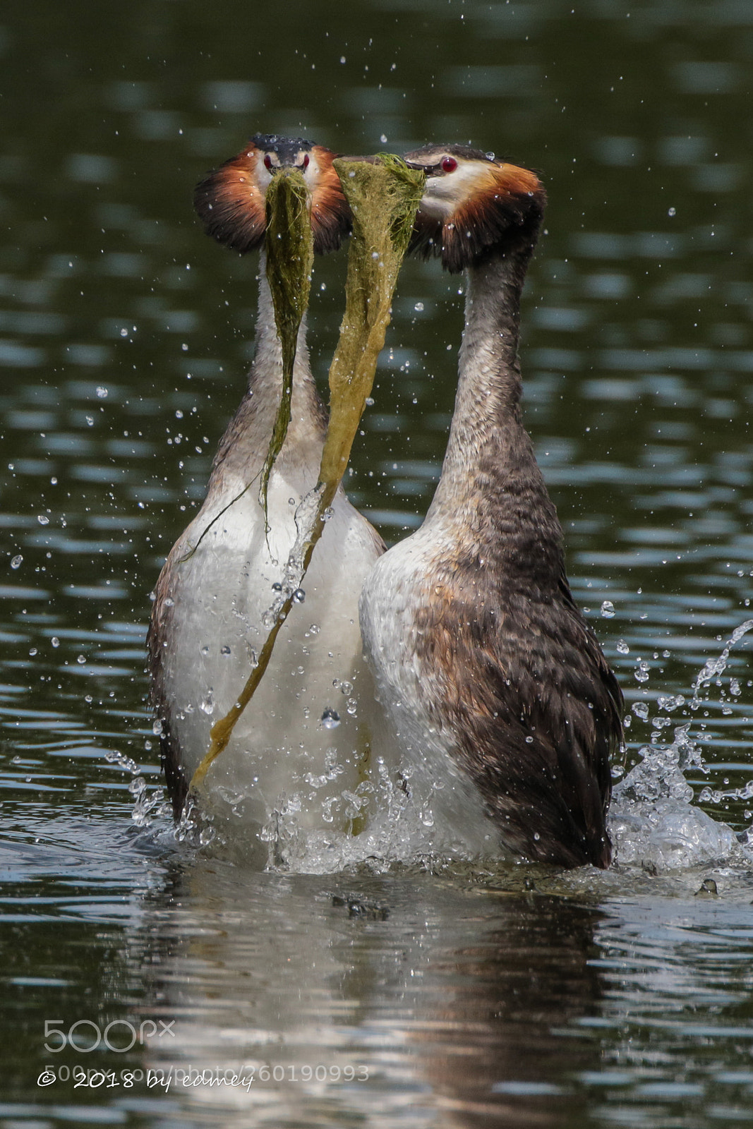 Canon EOS 7D Mark II sample photo. Mating display photography