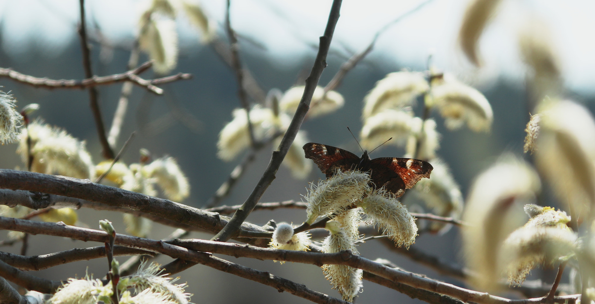 Canon EF 28-135mm F3.5-5.6 IS USM sample photo. Butterfly photography