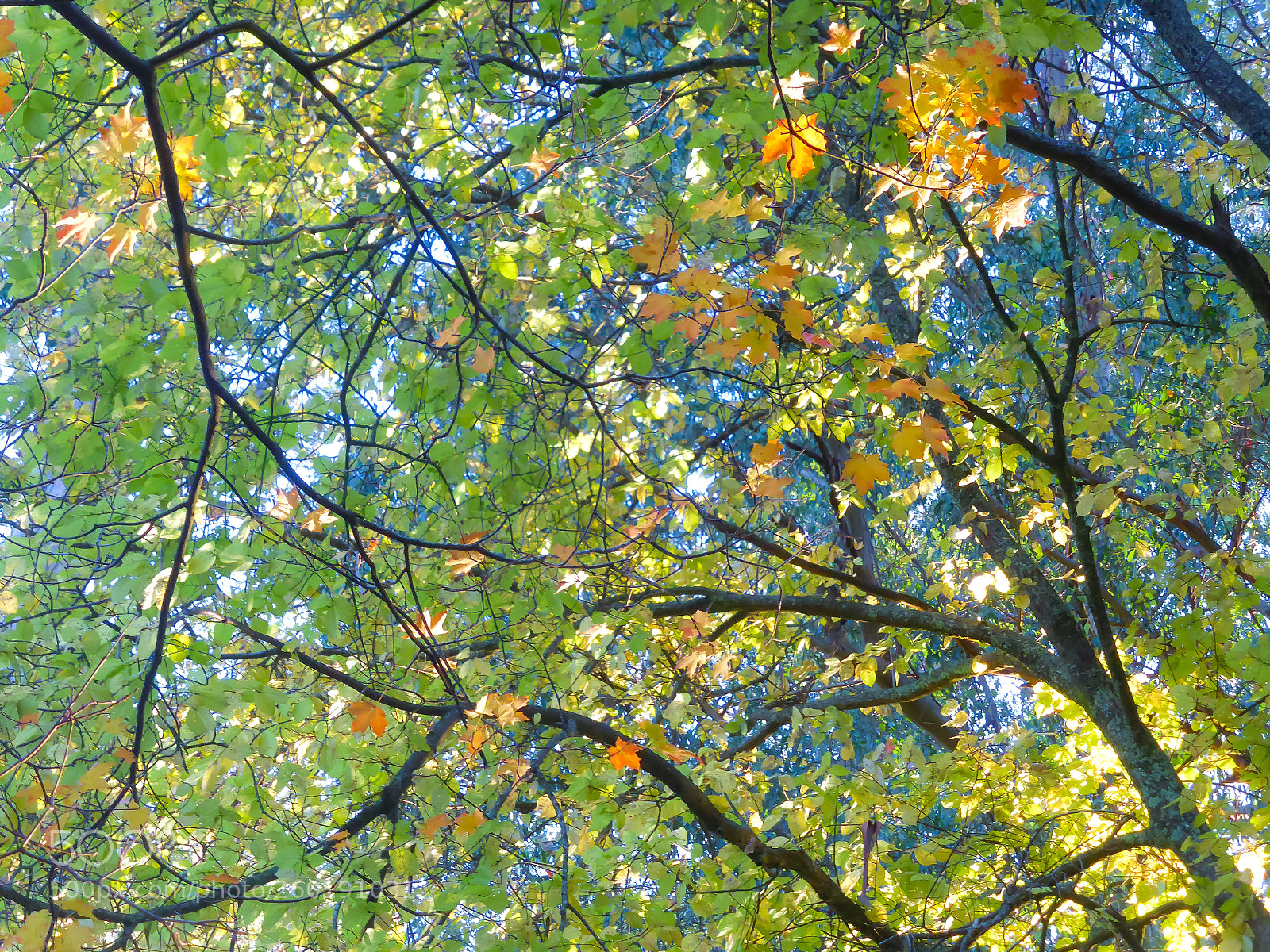 Panasonic Lumix DMC-ZS30 (Lumix DMC-TZ40) sample photo. Autumn show 2 photography