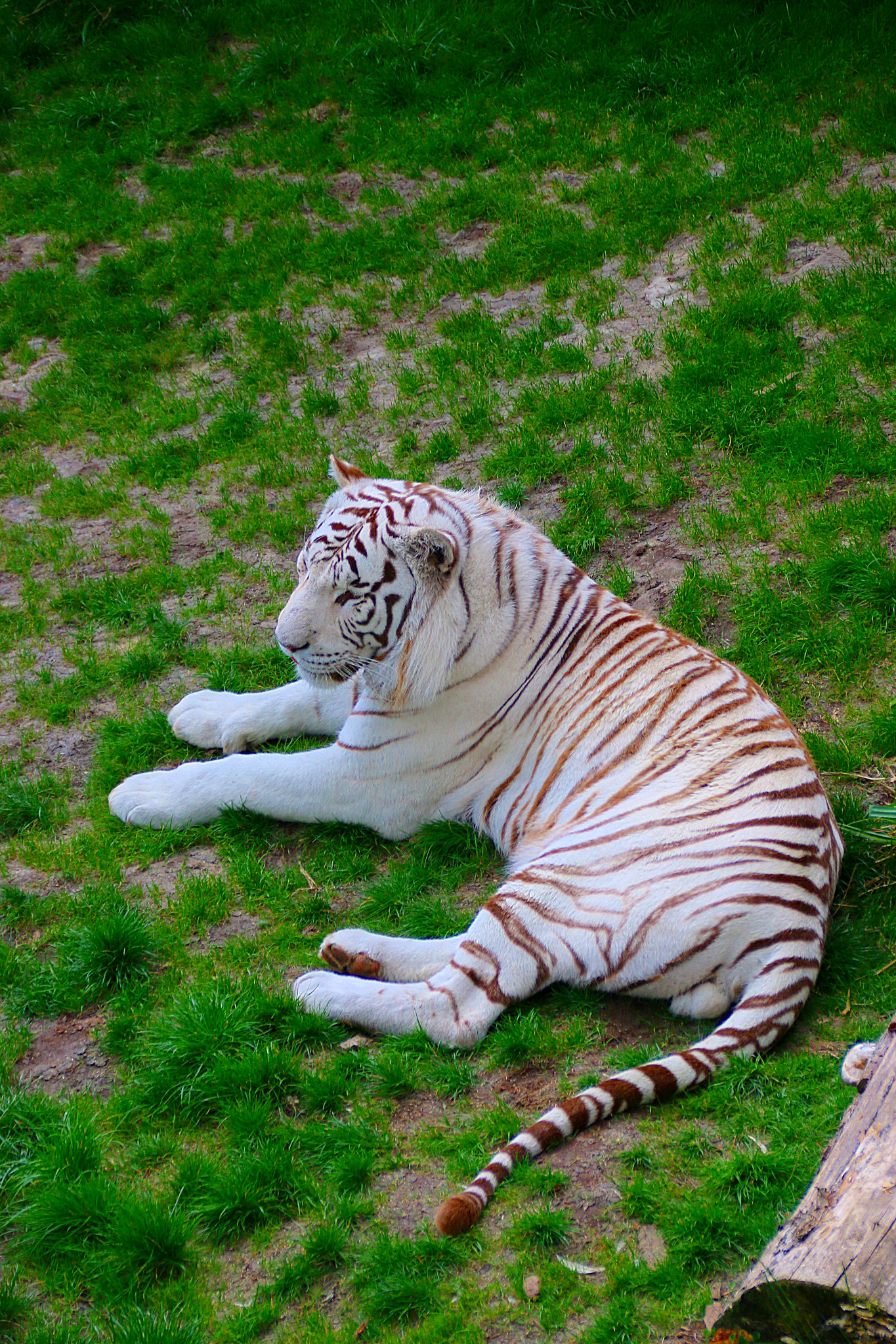 Canon EF 75-300mm F4.0-5.6 IS USM sample photo. Pairi daiza photography