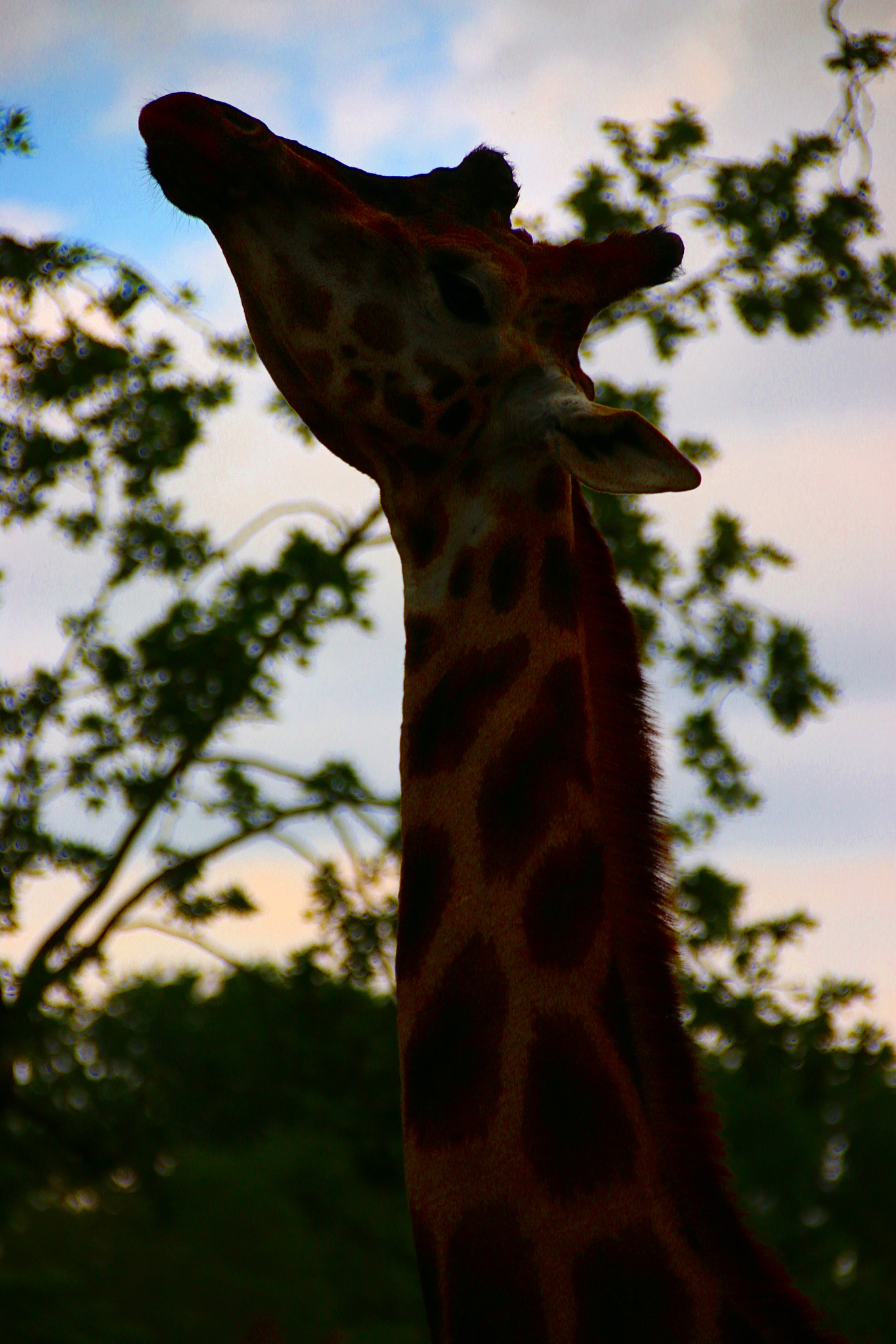 Canon EF 75-300mm F4.0-5.6 IS USM sample photo. Pairi daiza photography