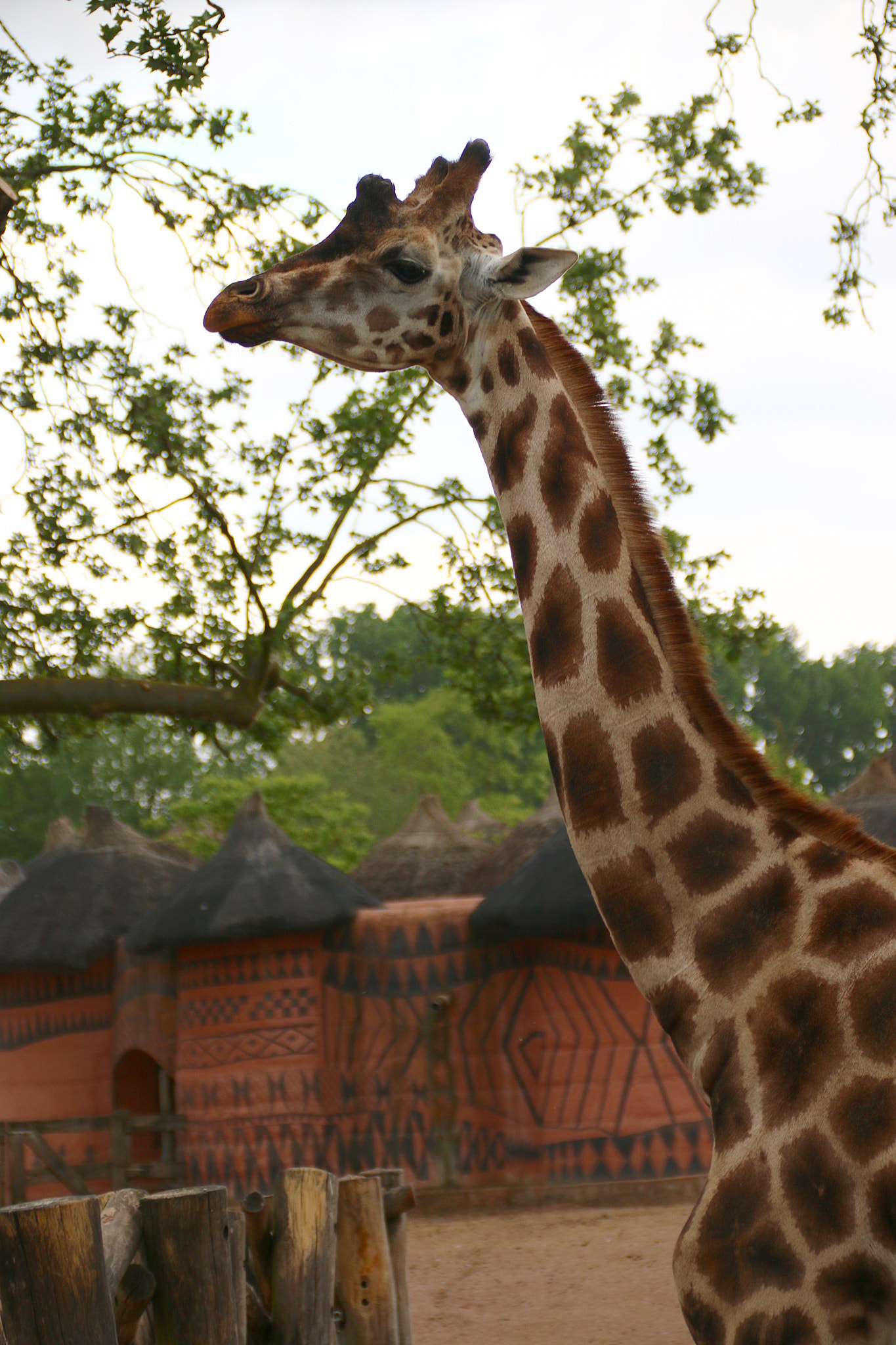 Canon EF 75-300mm F4.0-5.6 IS USM sample photo. Pairi daiza photography