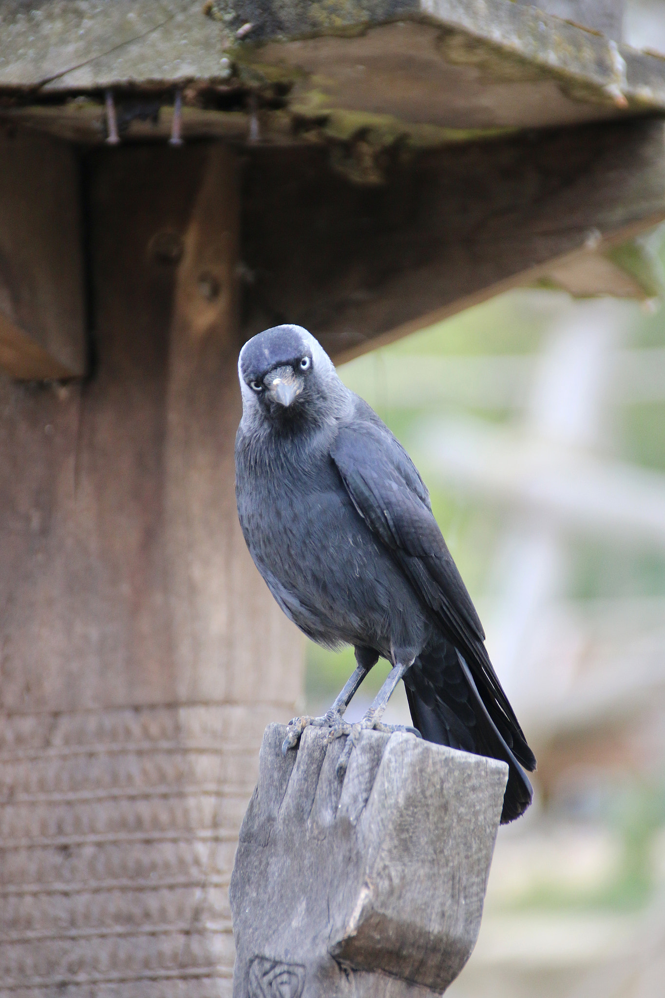 Canon EF 75-300mm F4.0-5.6 IS USM sample photo. Pairi daiza photography